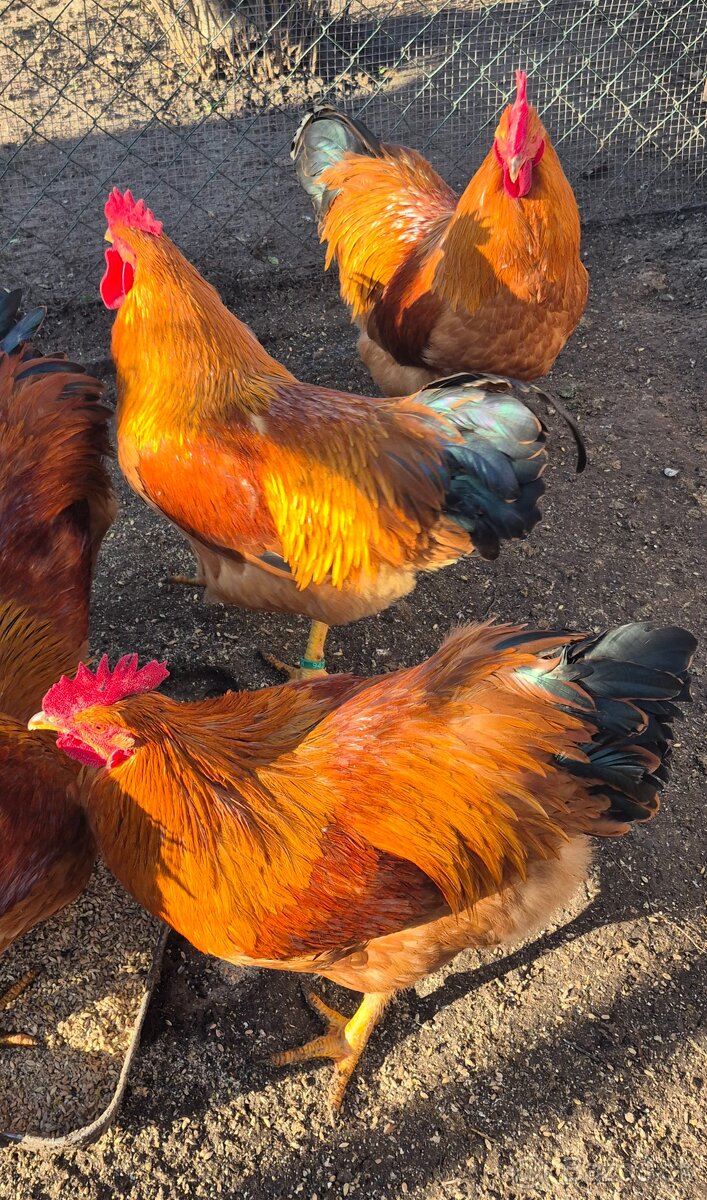 Hempšír na predaj - 6