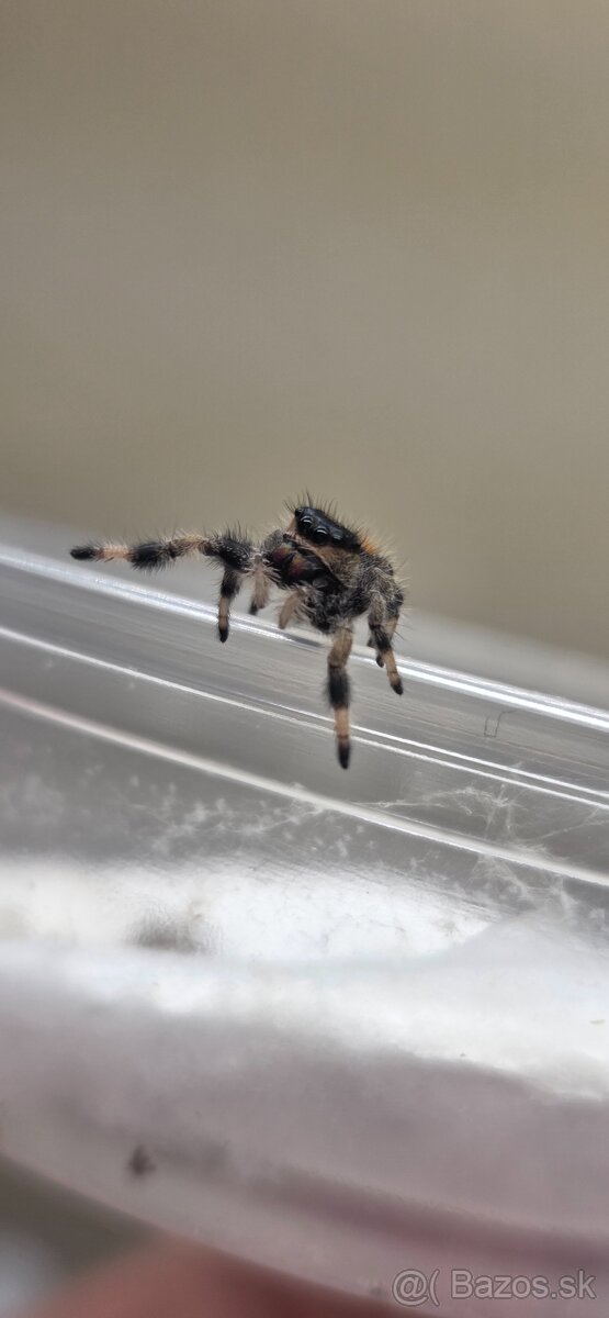 Skákavky Phidippus regius - 6