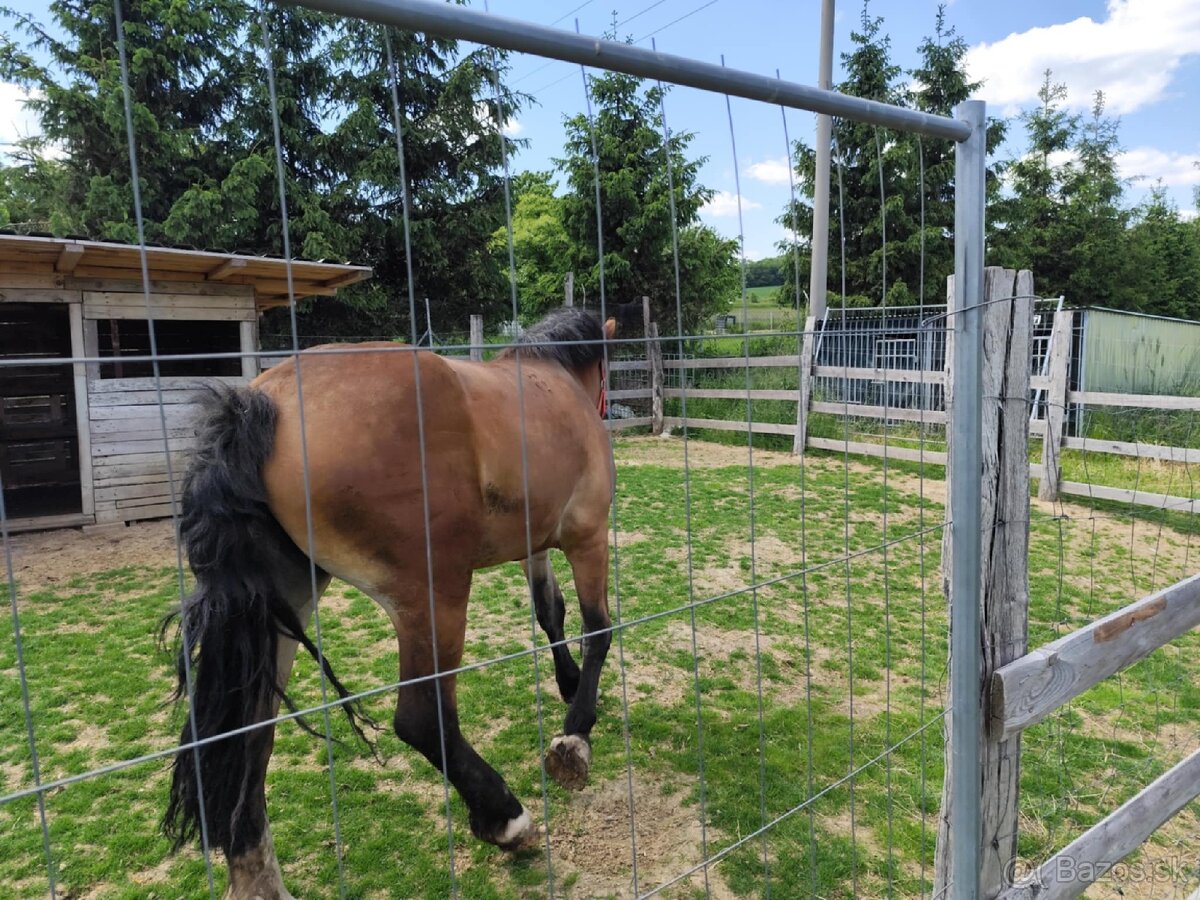Na predaj ťazna kobyla - 6