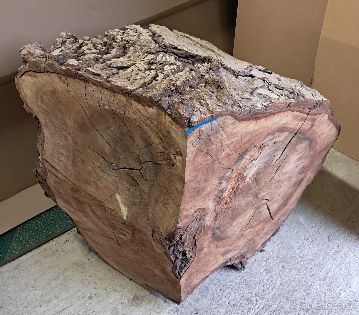 Orechovy kmen drevo - 6