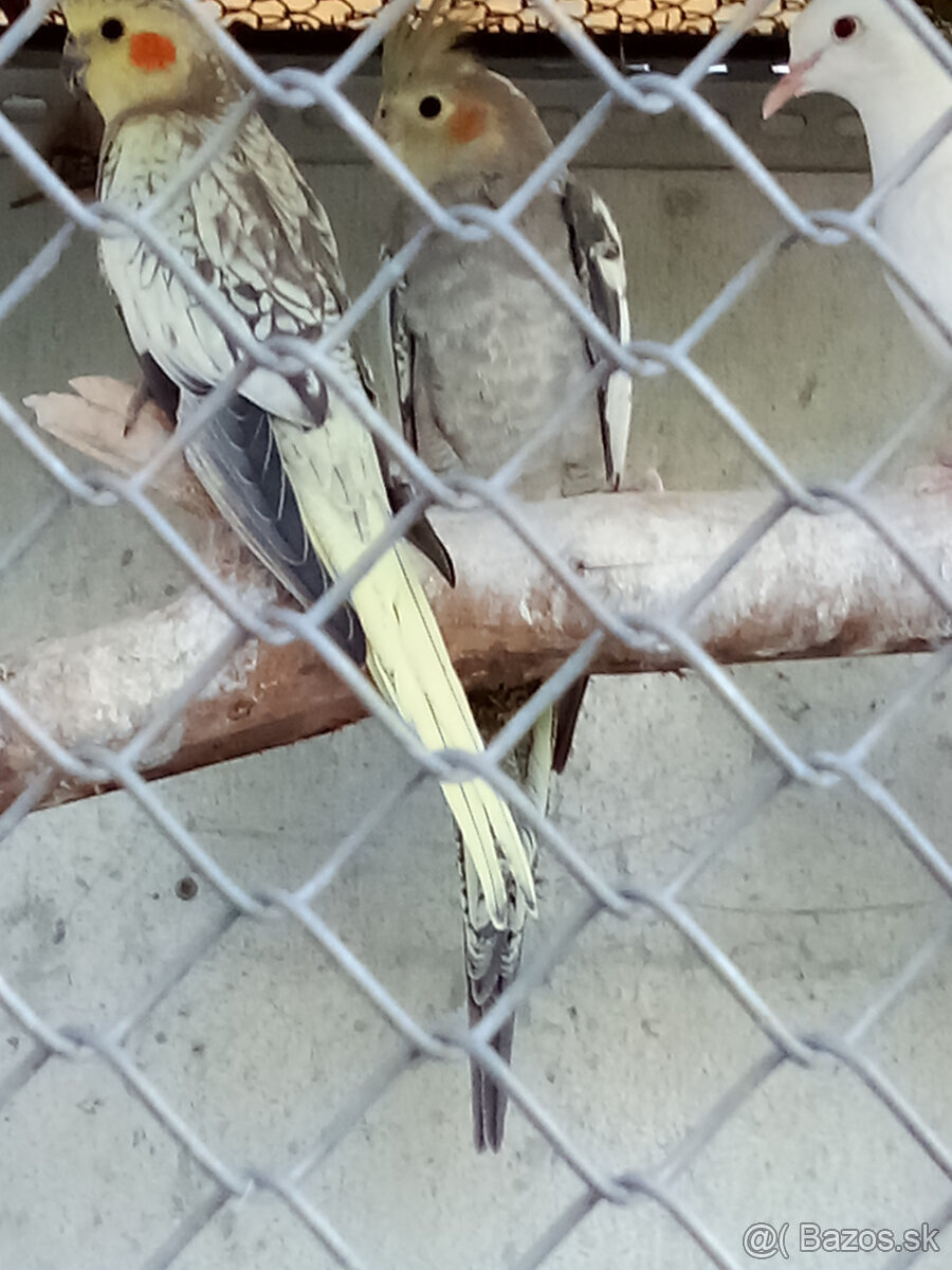 Korely -krúžkované - 6