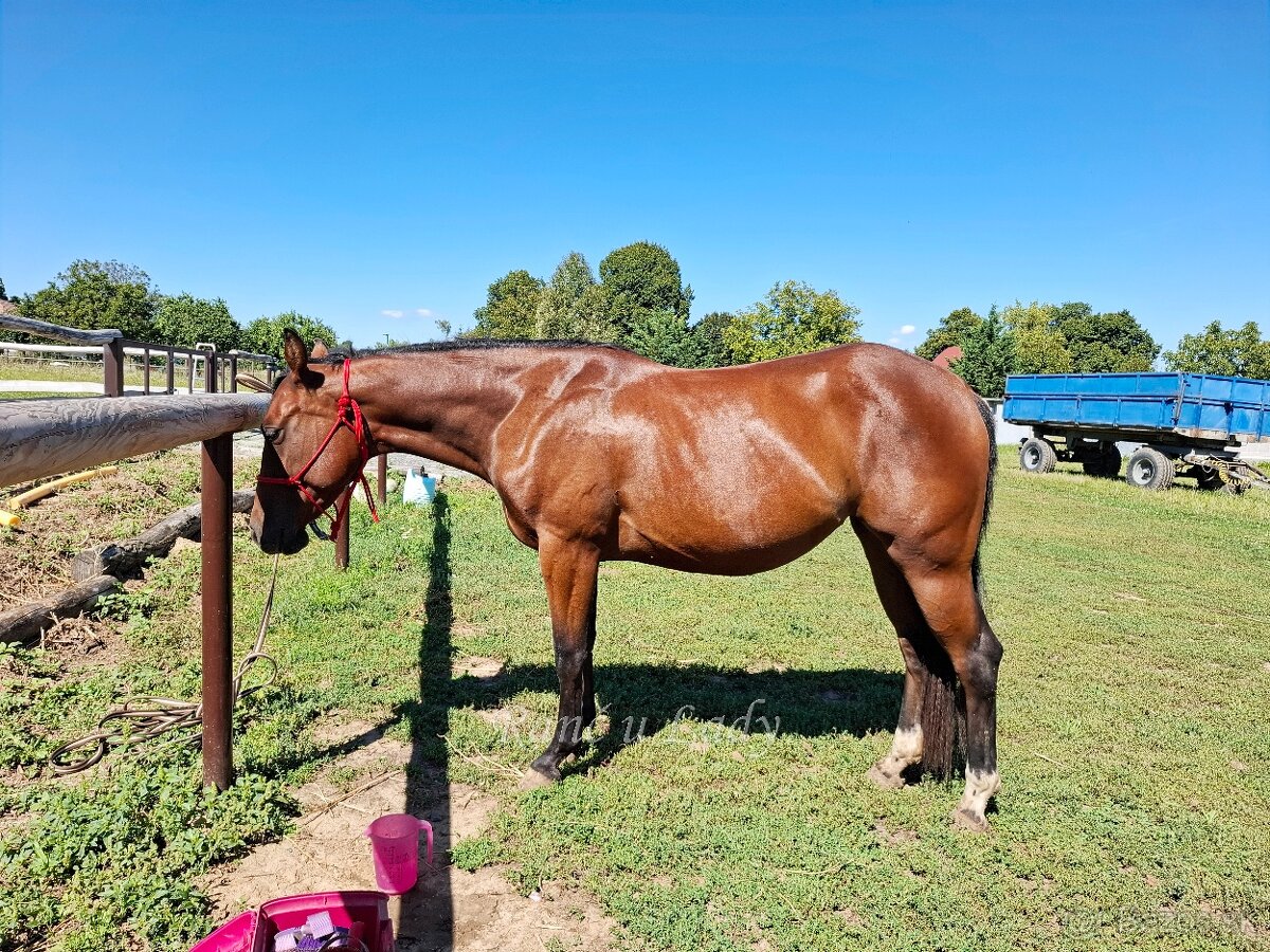 Predám 3/4 qh kobylku - 6