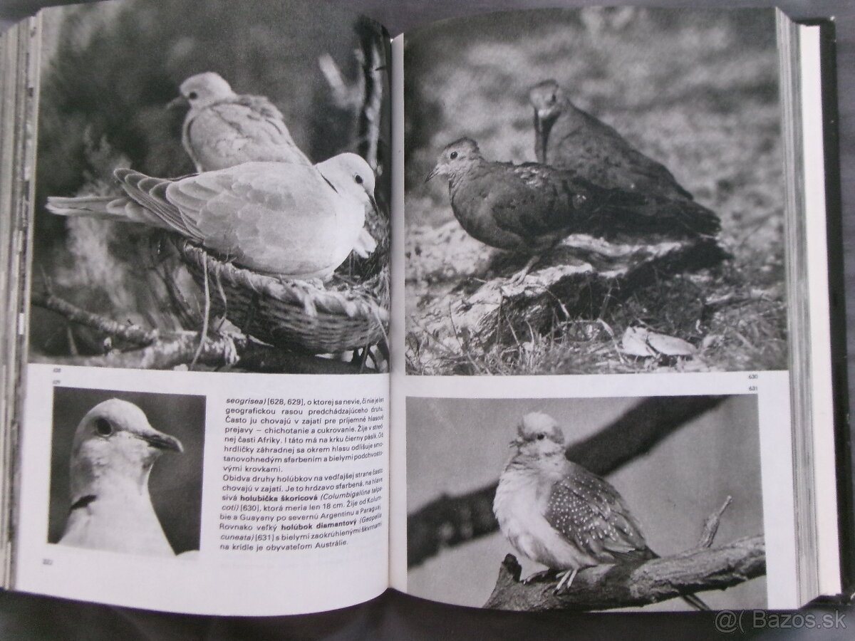 Veľký obrazový atlas vtákov - Jan Hanzák. - 6