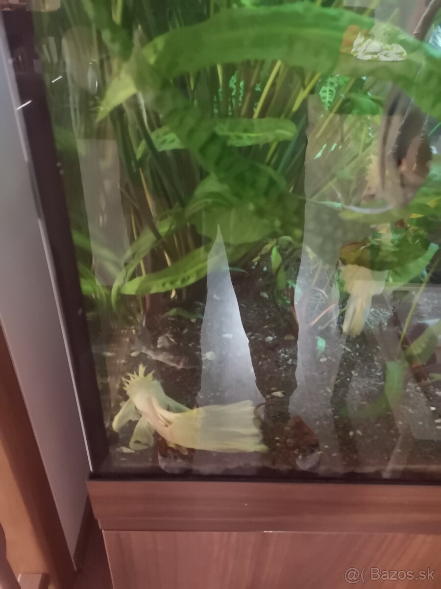 Predám akvárium juwel 200 - 6