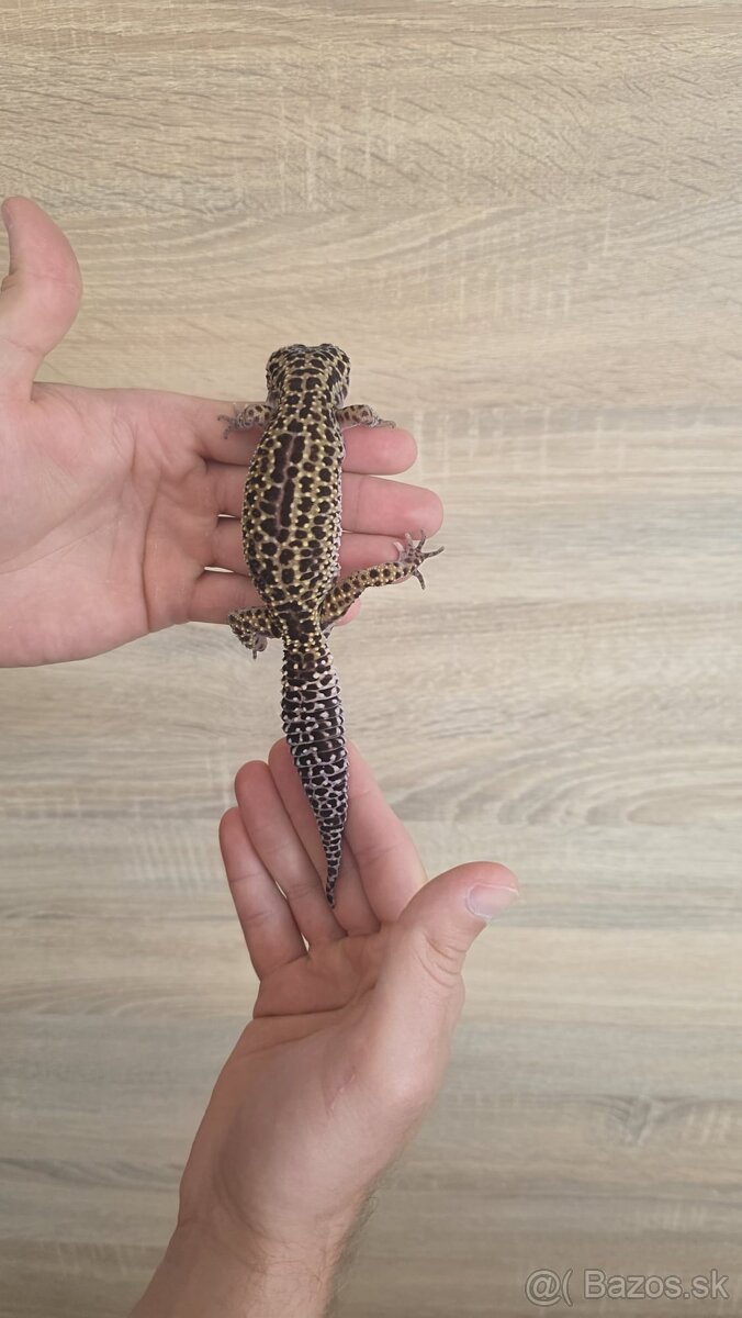 Gekončík nočný (Eublepharis macularius) - 6