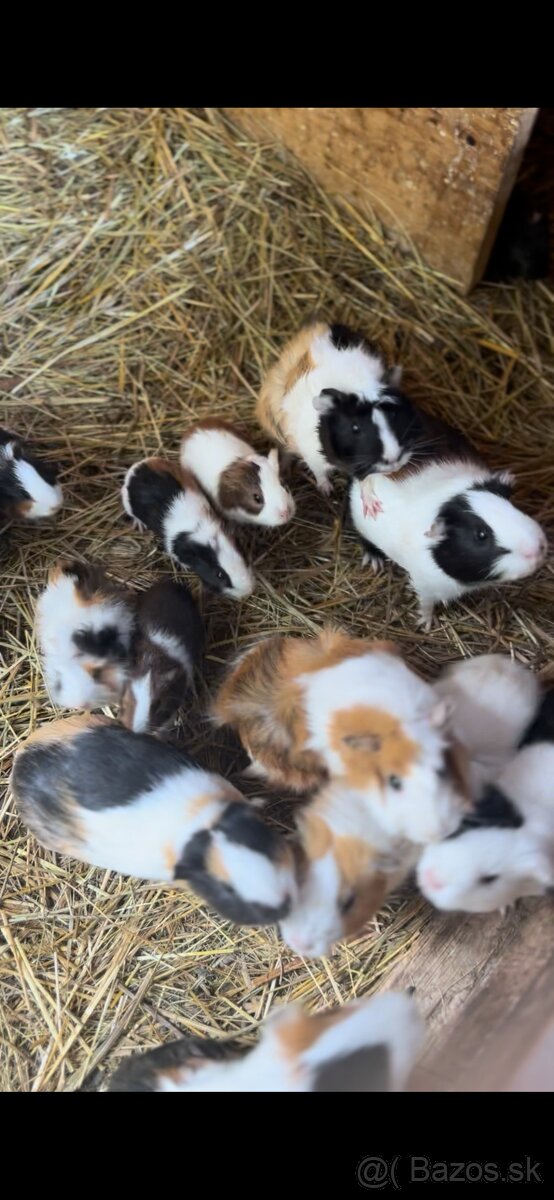 Marca morčatá, morské prasa - 6