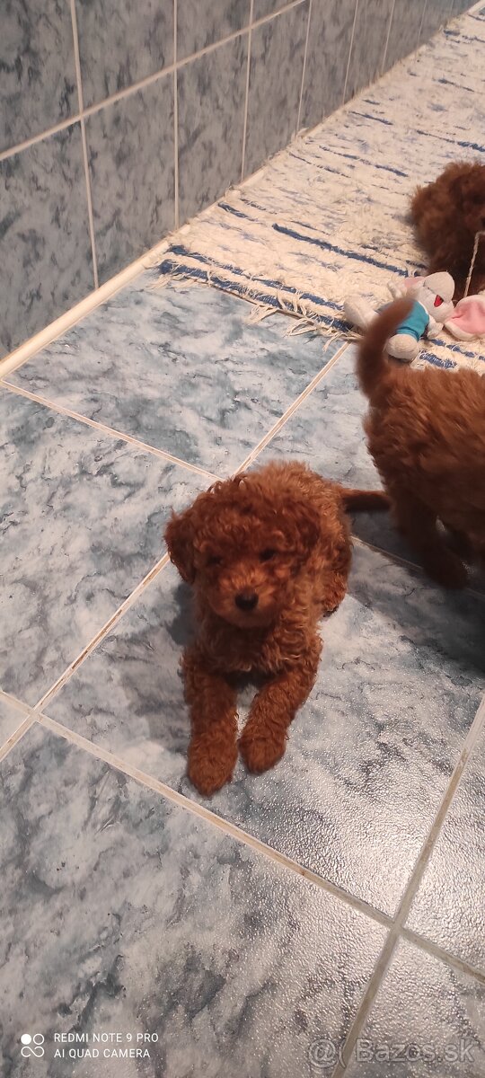 Pudel Trpaslíči Red - 6