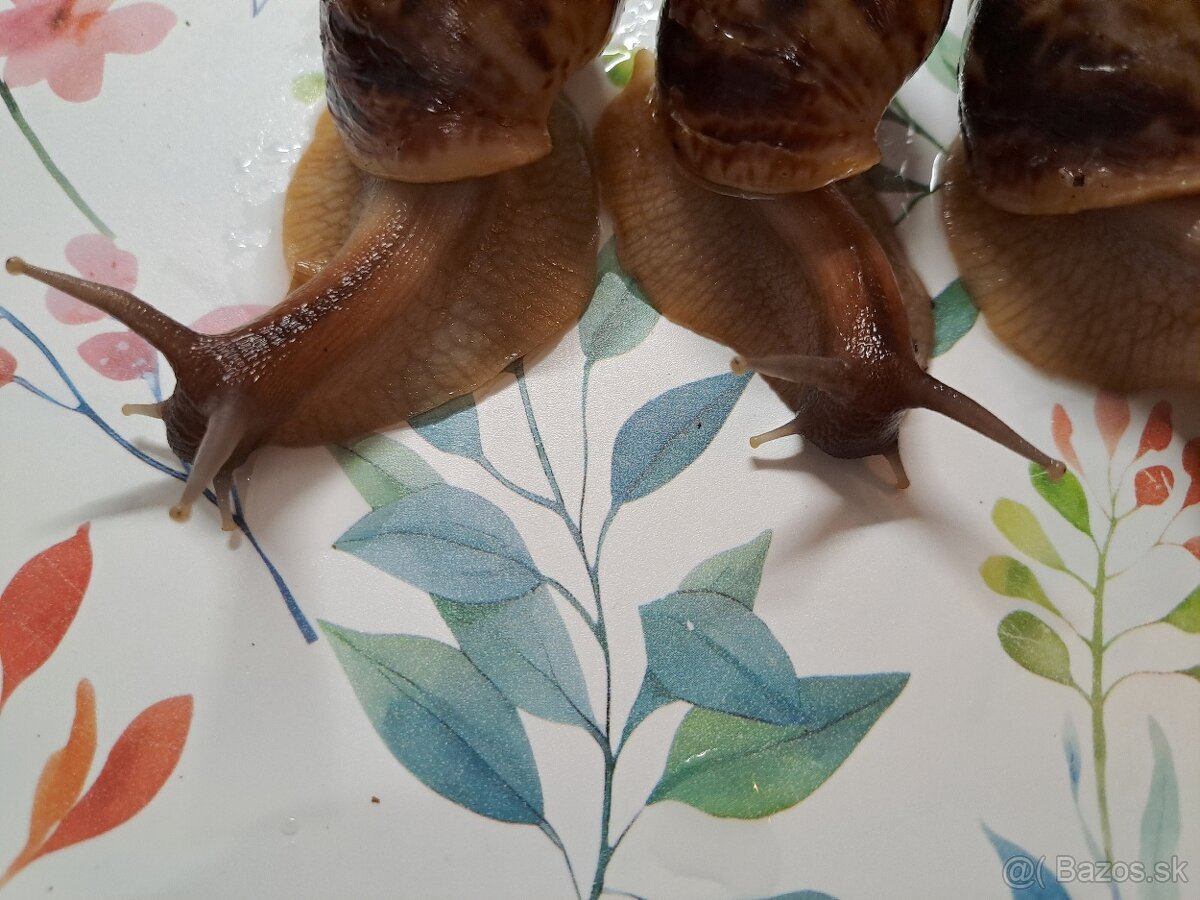 Lissachatina reticulata klasik - 6