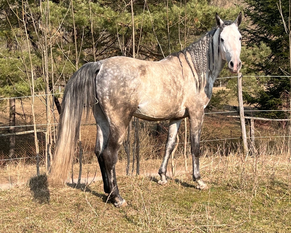 Pripúšťanie Shagya arab - 6