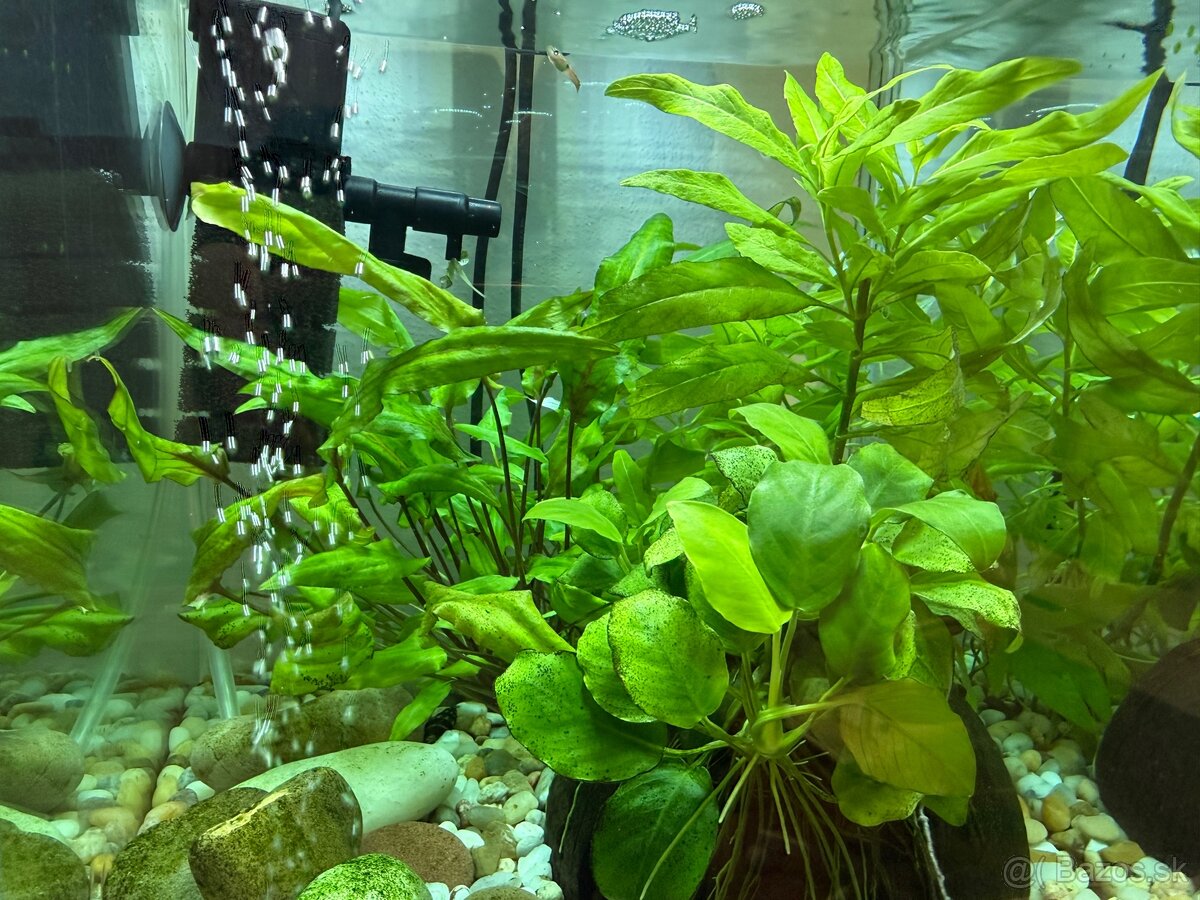 Aquarium-zabehnuté - 6