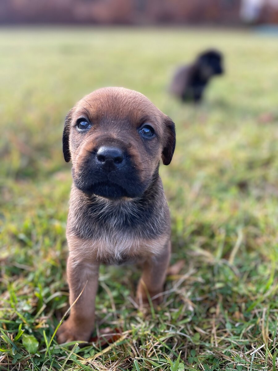 Máme šteniatka po skvelých rodičoch ❤️ - 6