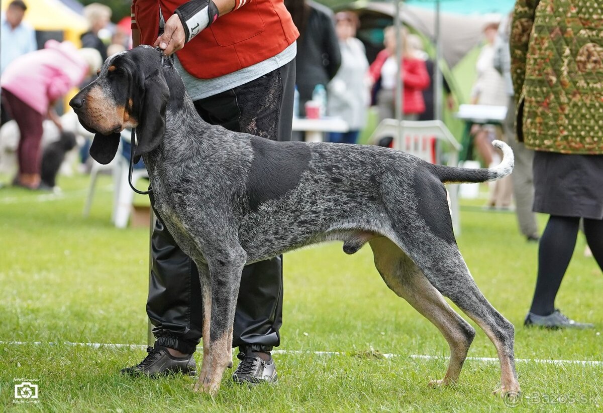 Velký gaskonský pes Grand Bleu de Gascogne s PP FCI - 6