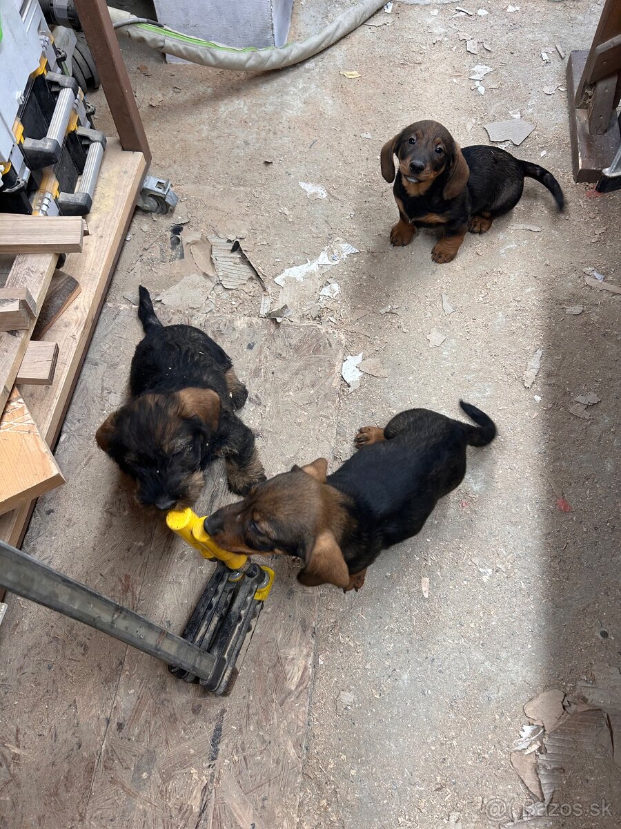 Jazvečík Hrubosrstý - 6