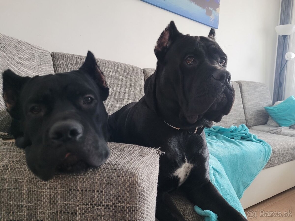 Cane corso - pes na krytie - 6