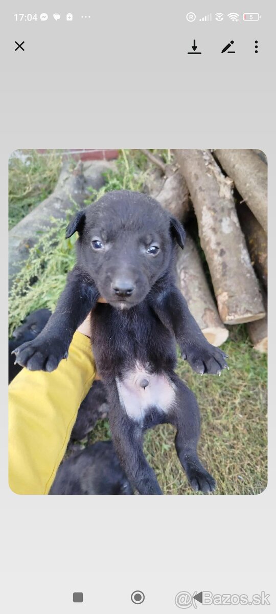 darujem šteniatko - 6