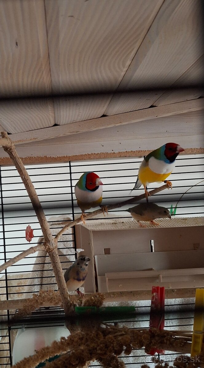 amadina gouldová - 6