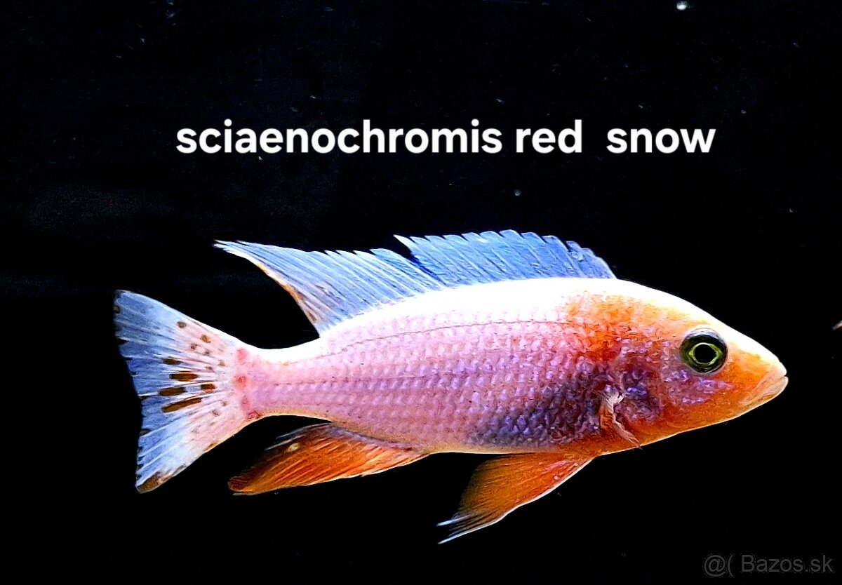 Africke cichlidy malawi - 6