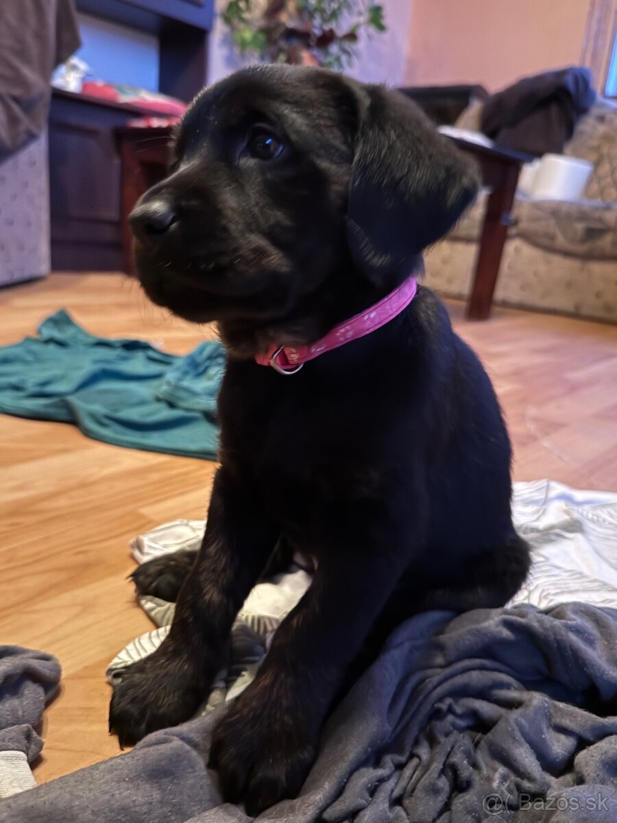 Šteniatka LABRADORA - 6