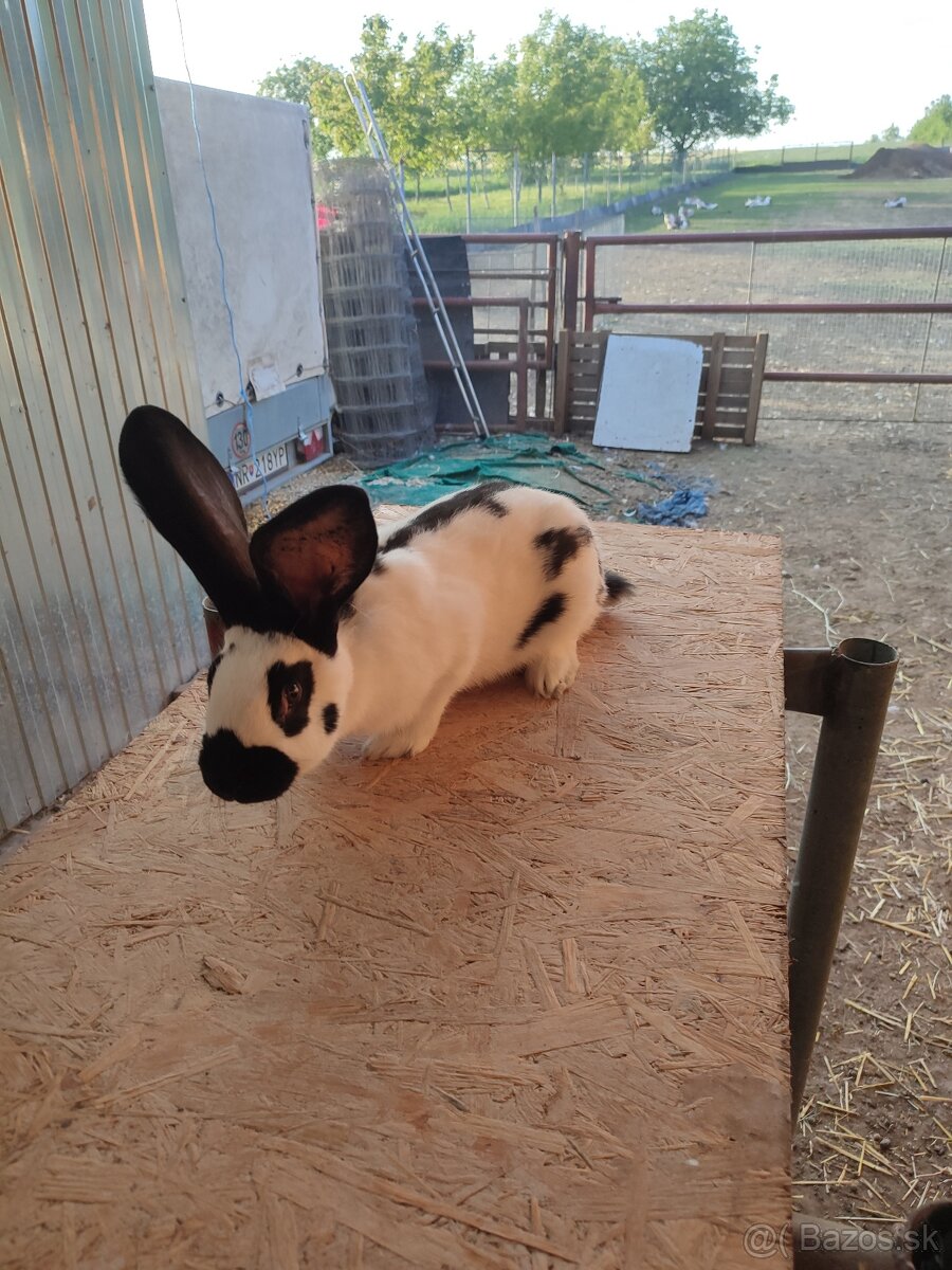 Nemecký obrovitý strakáč - 6