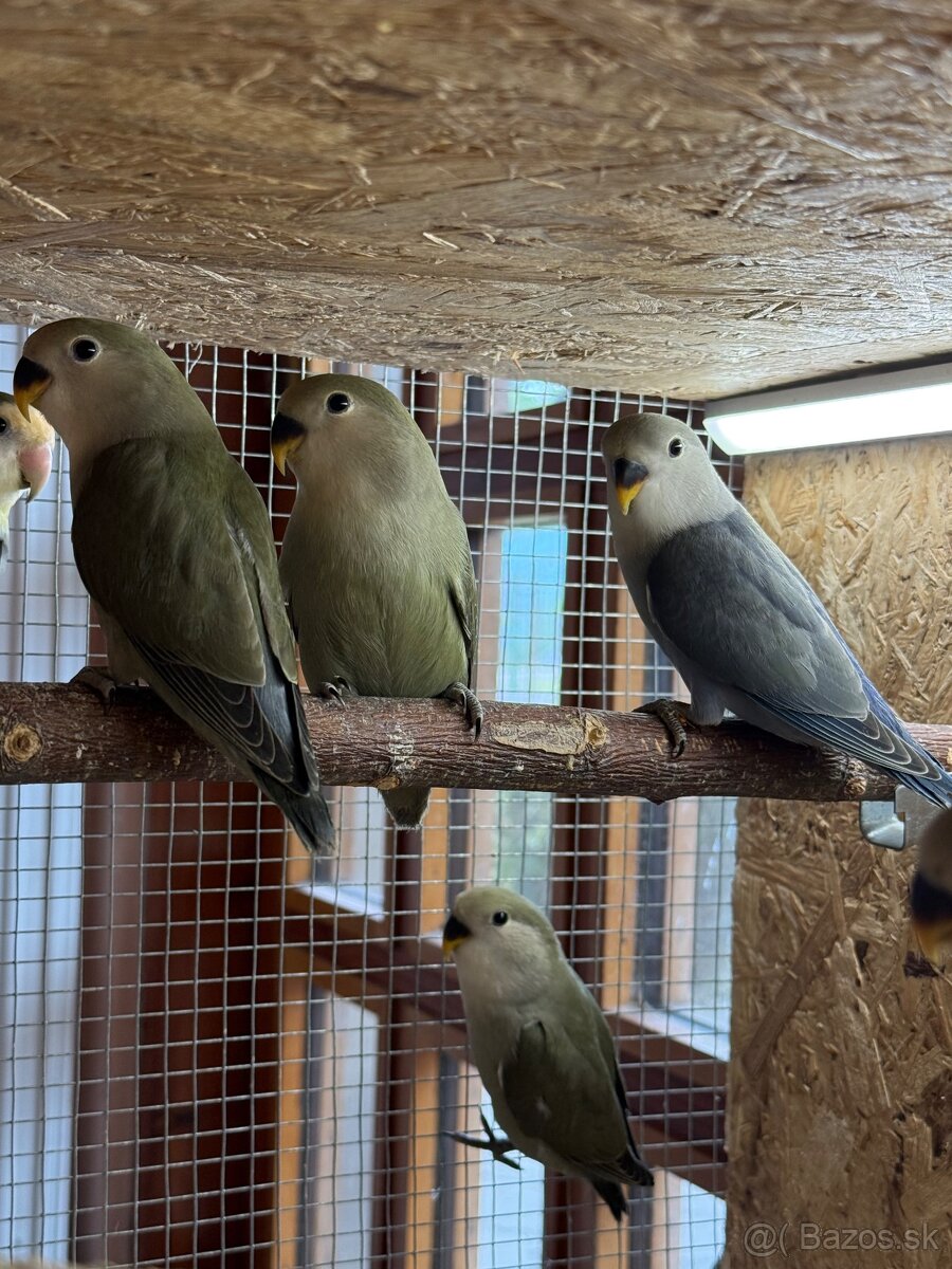 Agapornis Ružovohrdlý - 6