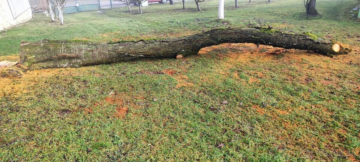 Predám zrezaný kmeň čerešne - 6