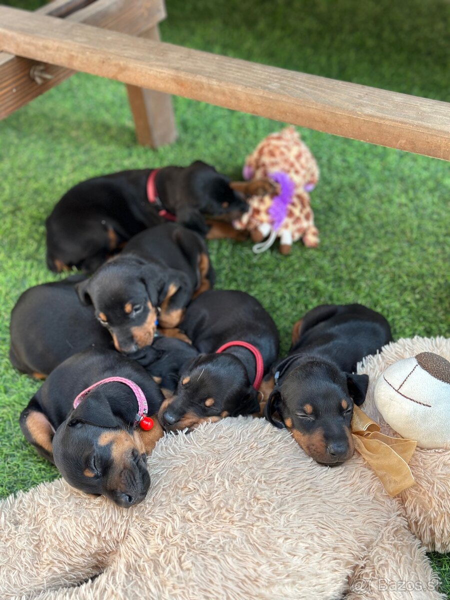 Šteniatka dobermana - 6