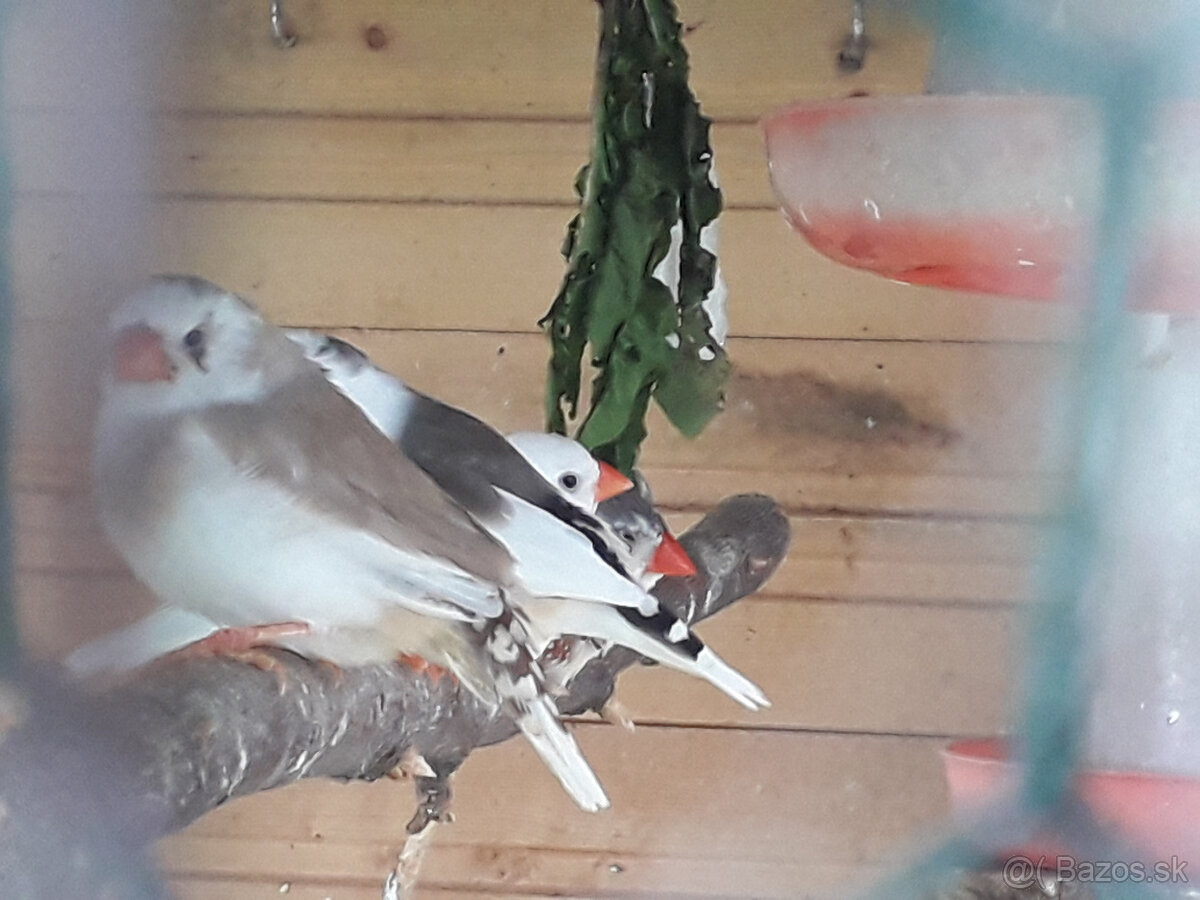 predám andulky a zebričky - 6