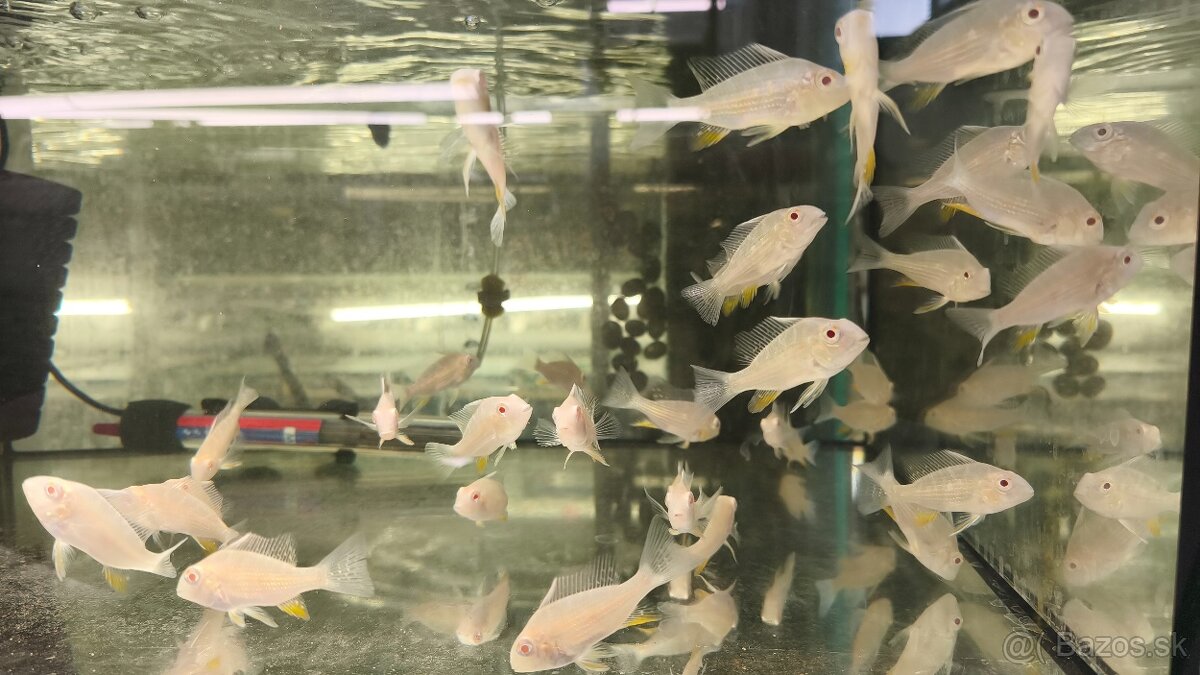 Akara Heckelli albino ,Heckeli - 6