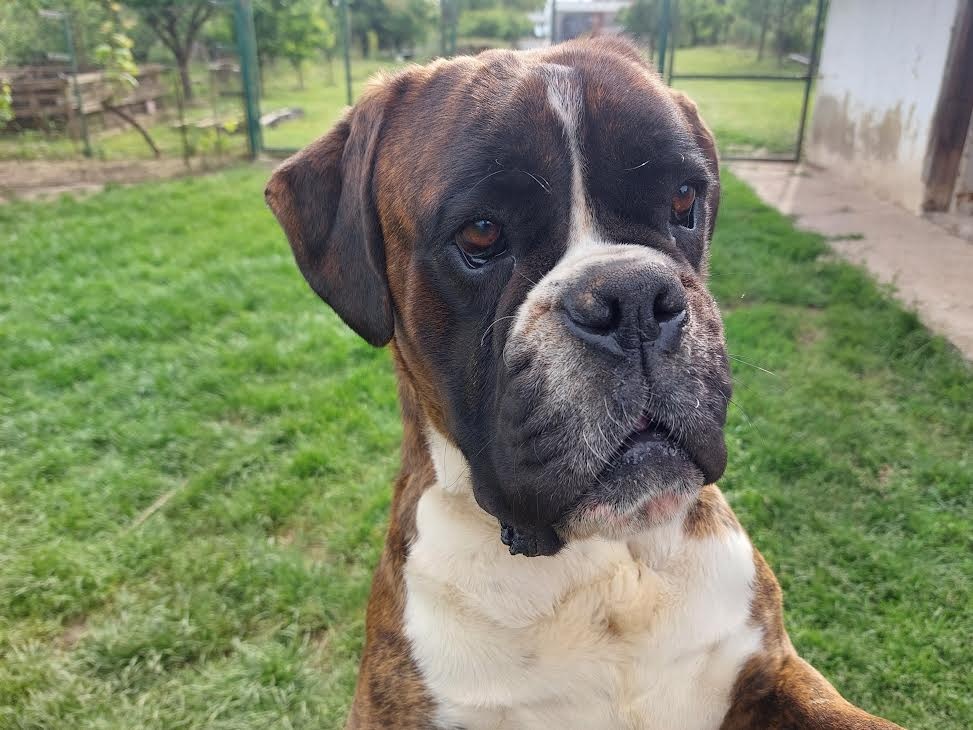 Nemecký boxer Capa Negro na krytie - 6