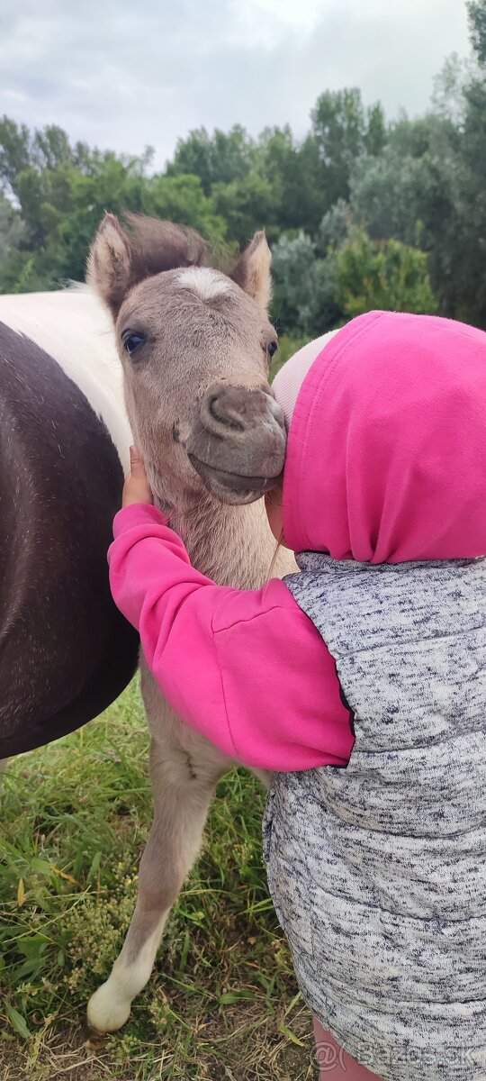 Predám žrebčeka Shetland - 6