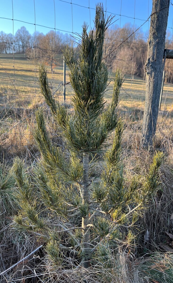 Sibírsky Céder / Pinus Sibirica Stromčeky - 6