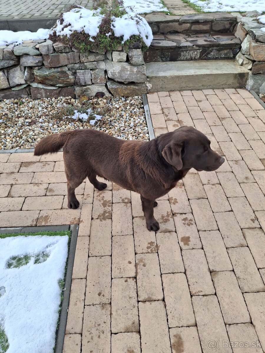 Darujem Labradora - 6