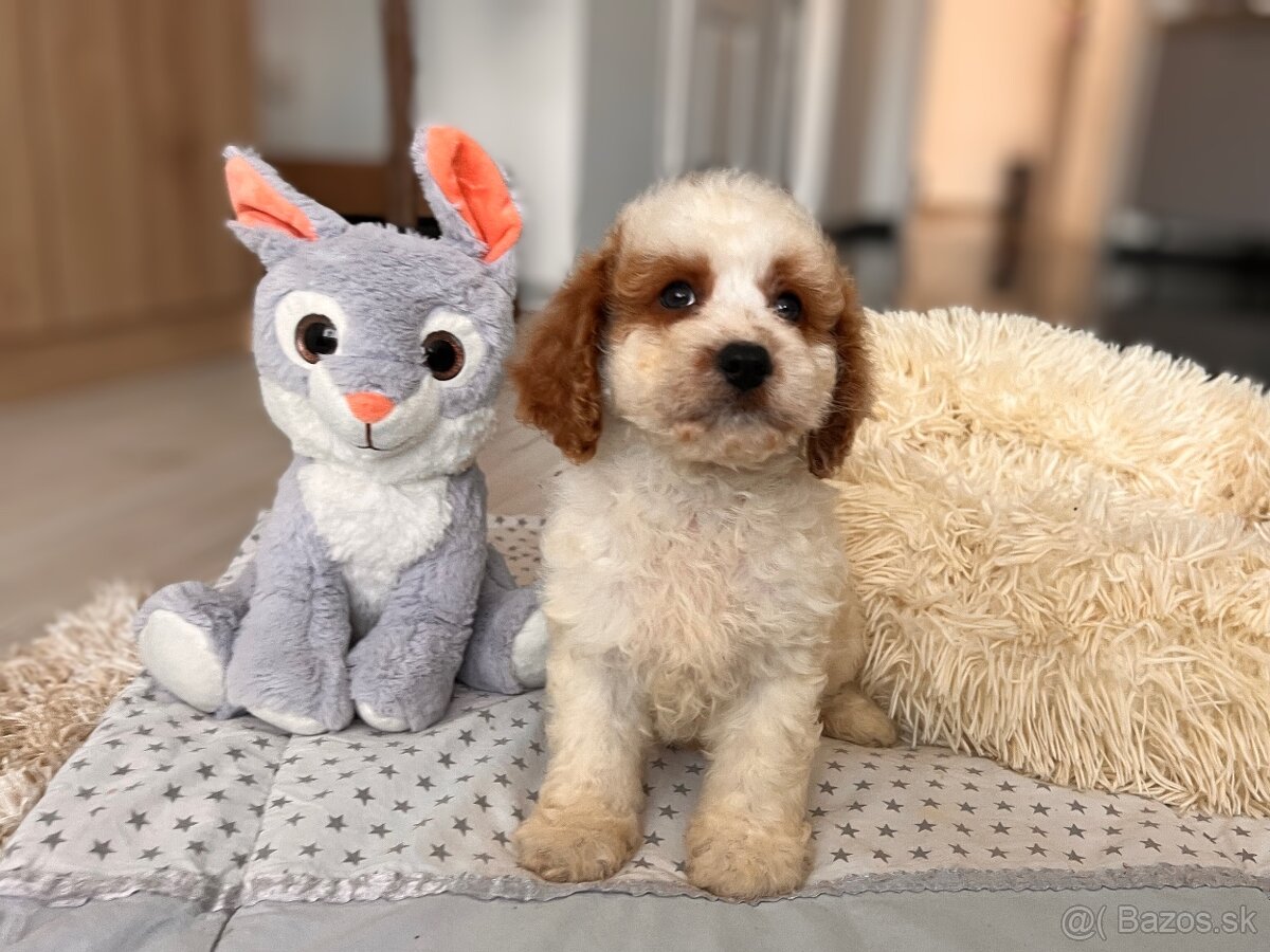 Roztomilé šteniatka Cavapoo - 6