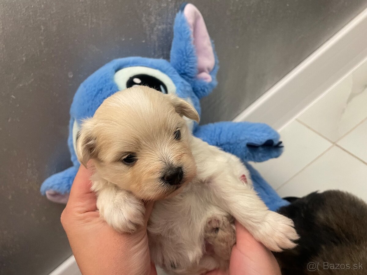 Šteniatka maltipoo - 6