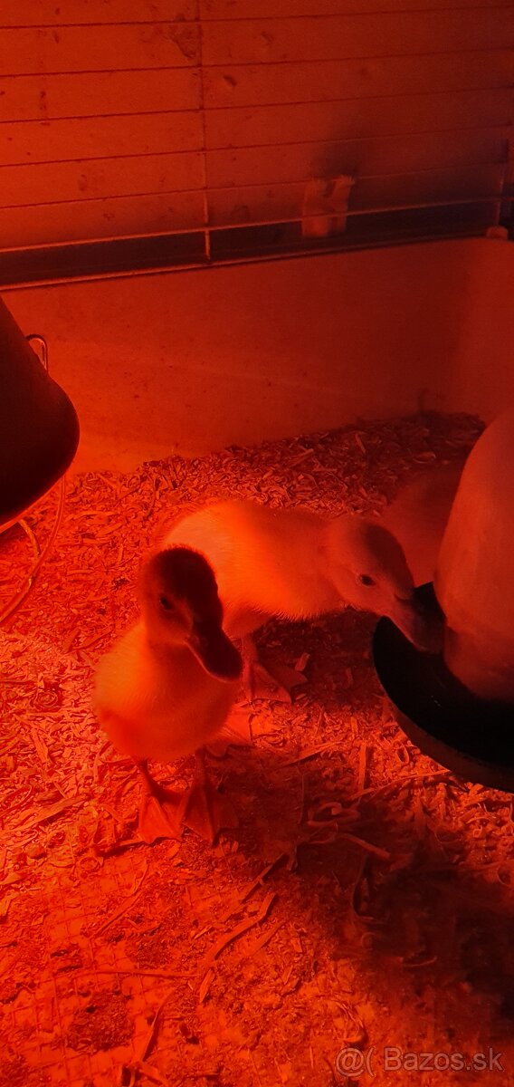 Indické bežce, indický bežec , kačka, kačky - 6