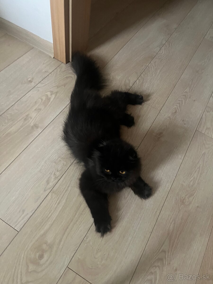 Perzská perská činčila - 6