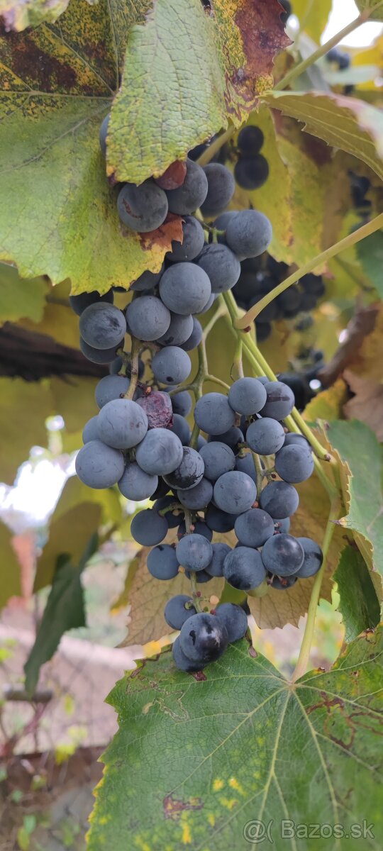 Tmavé a biele hrozno na samozber - 6