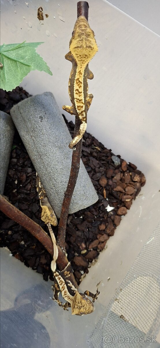 Pagekon riasnaty - 6