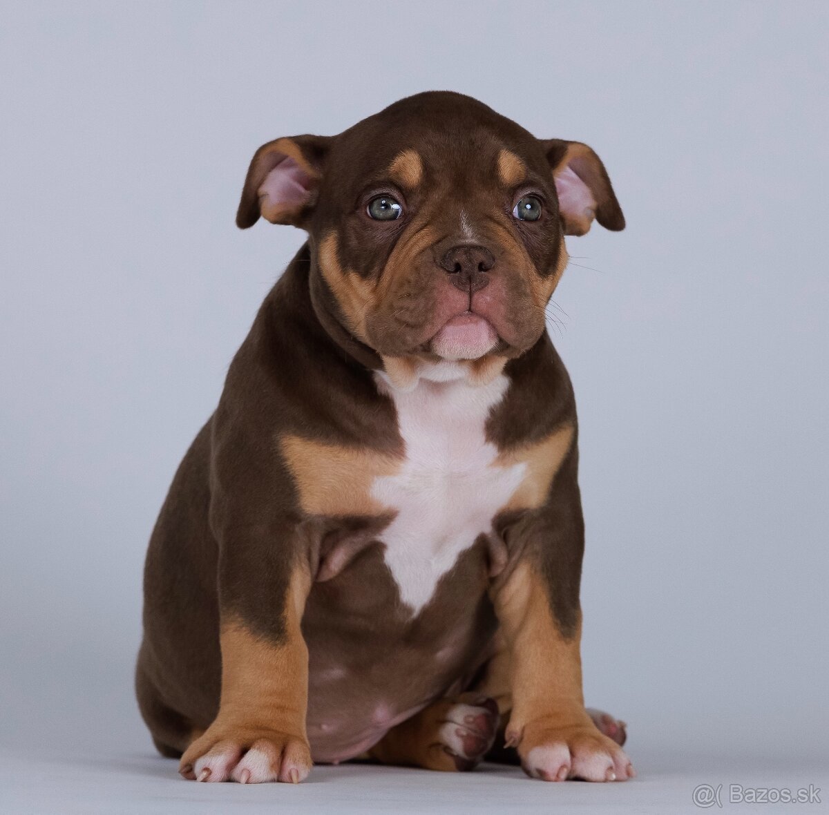 American bully s PP - 6