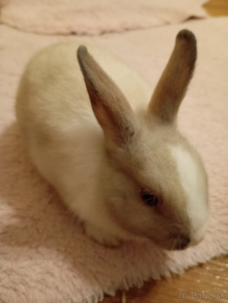 Zakrsly králik na predaj - 6