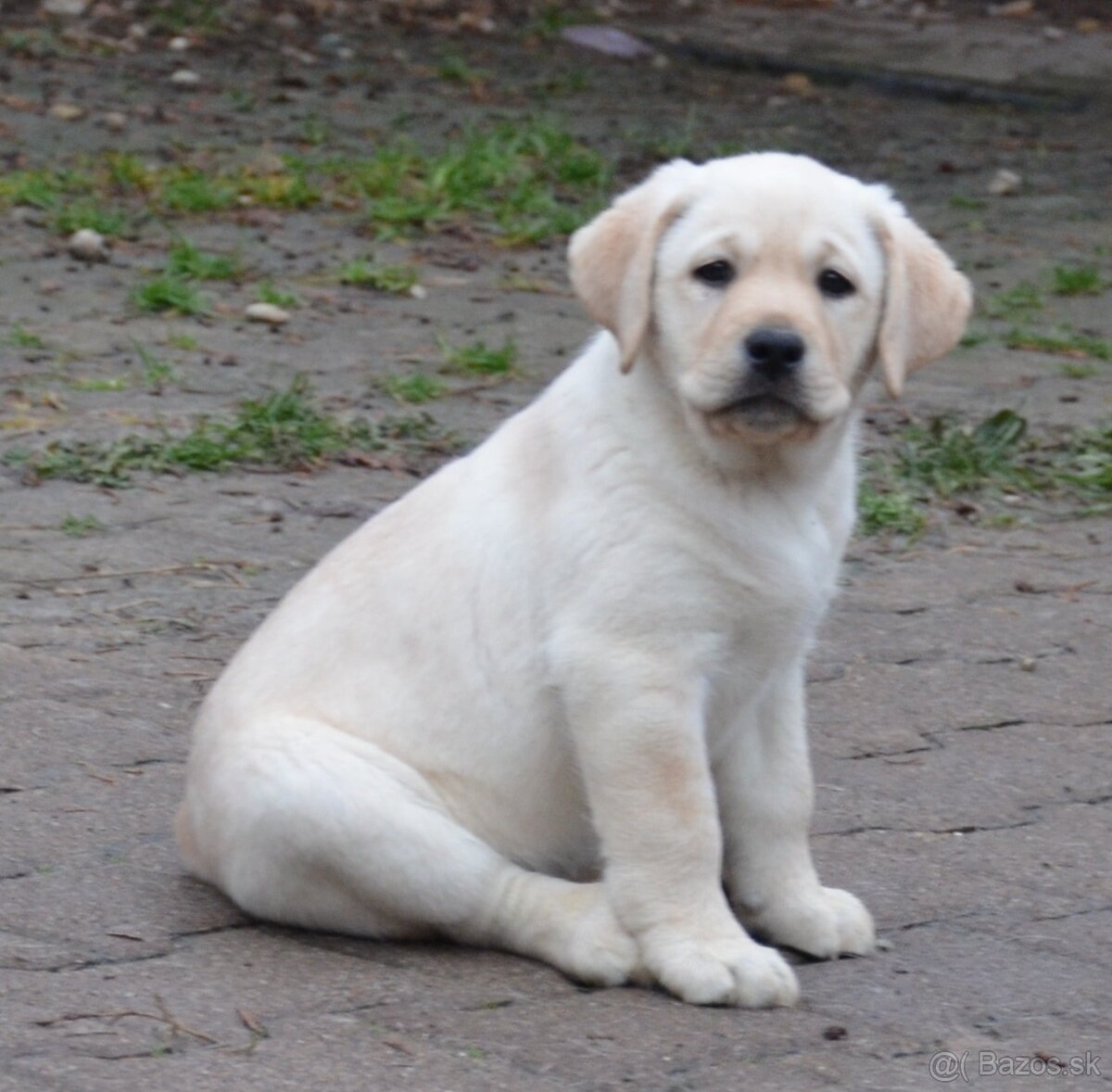 Labrador retriever šteniatka s PP - 6
