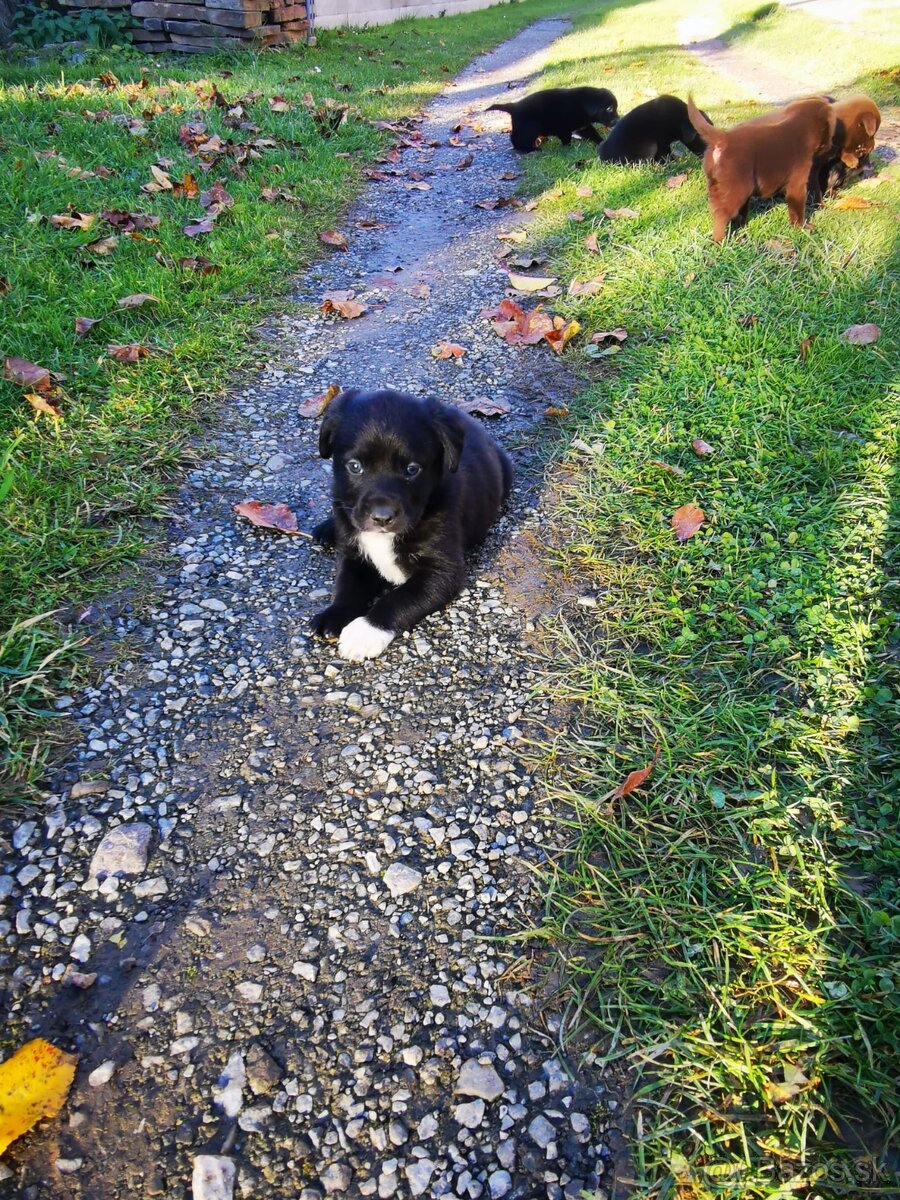 Labrador štaniatka - 6