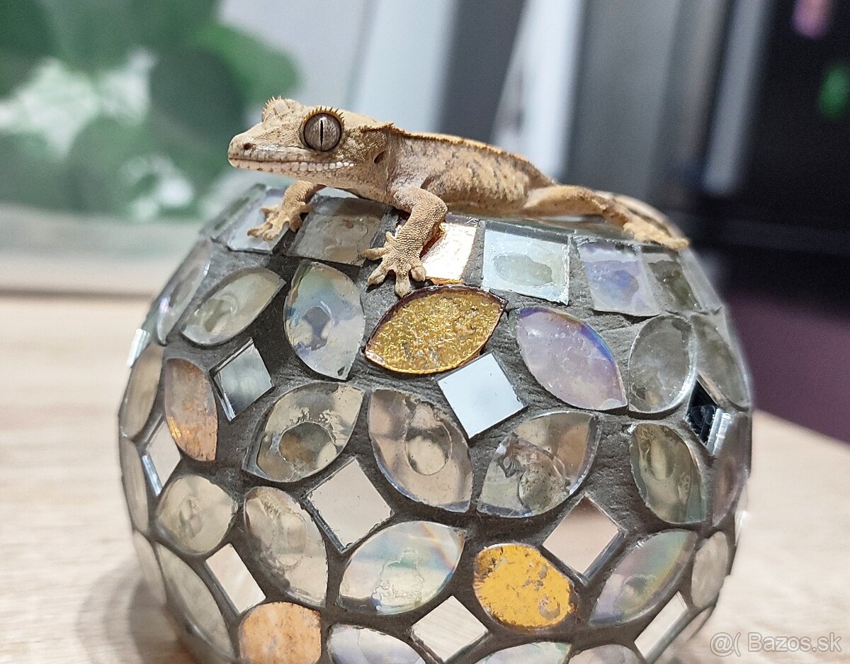 Pagekon Riasnaty - 6