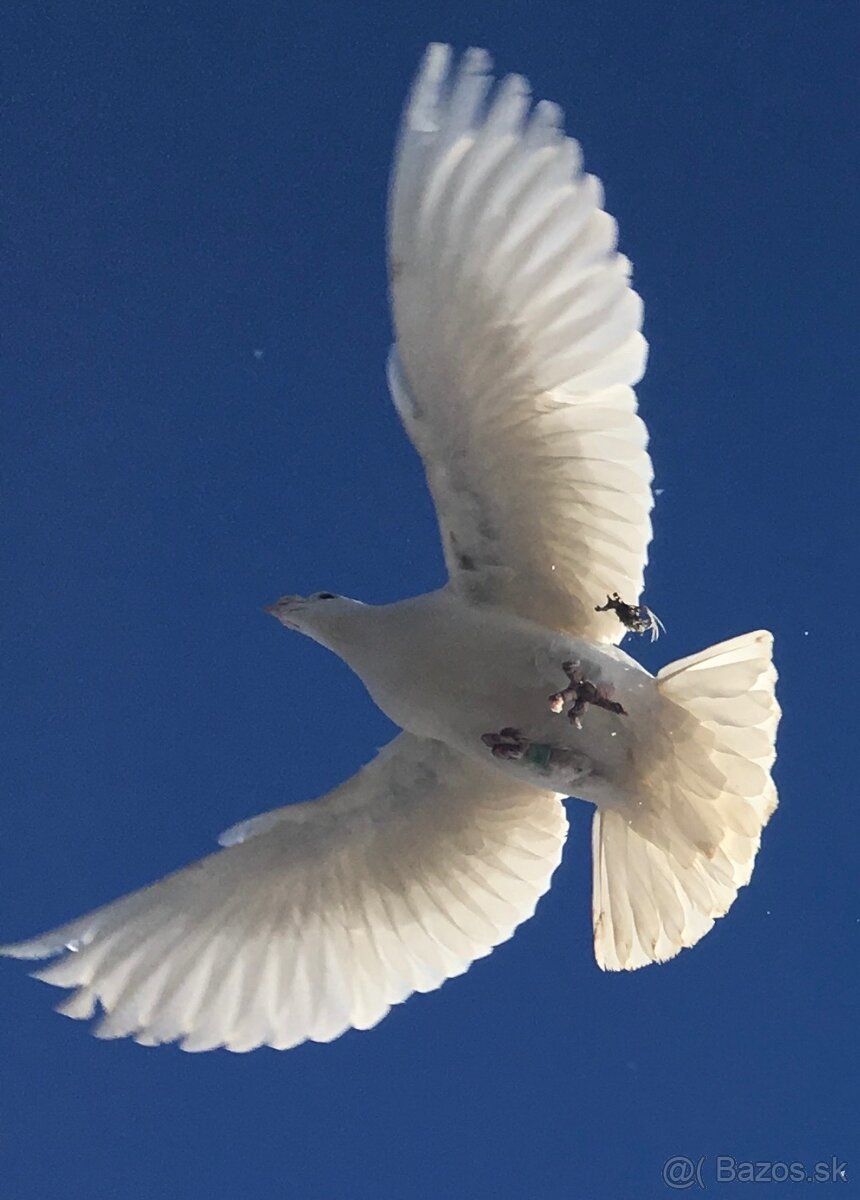 PREDAME Biele poštove holuby - 6