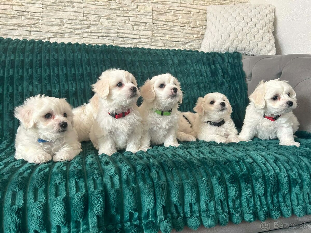 Čisto krvny maltezak - 6