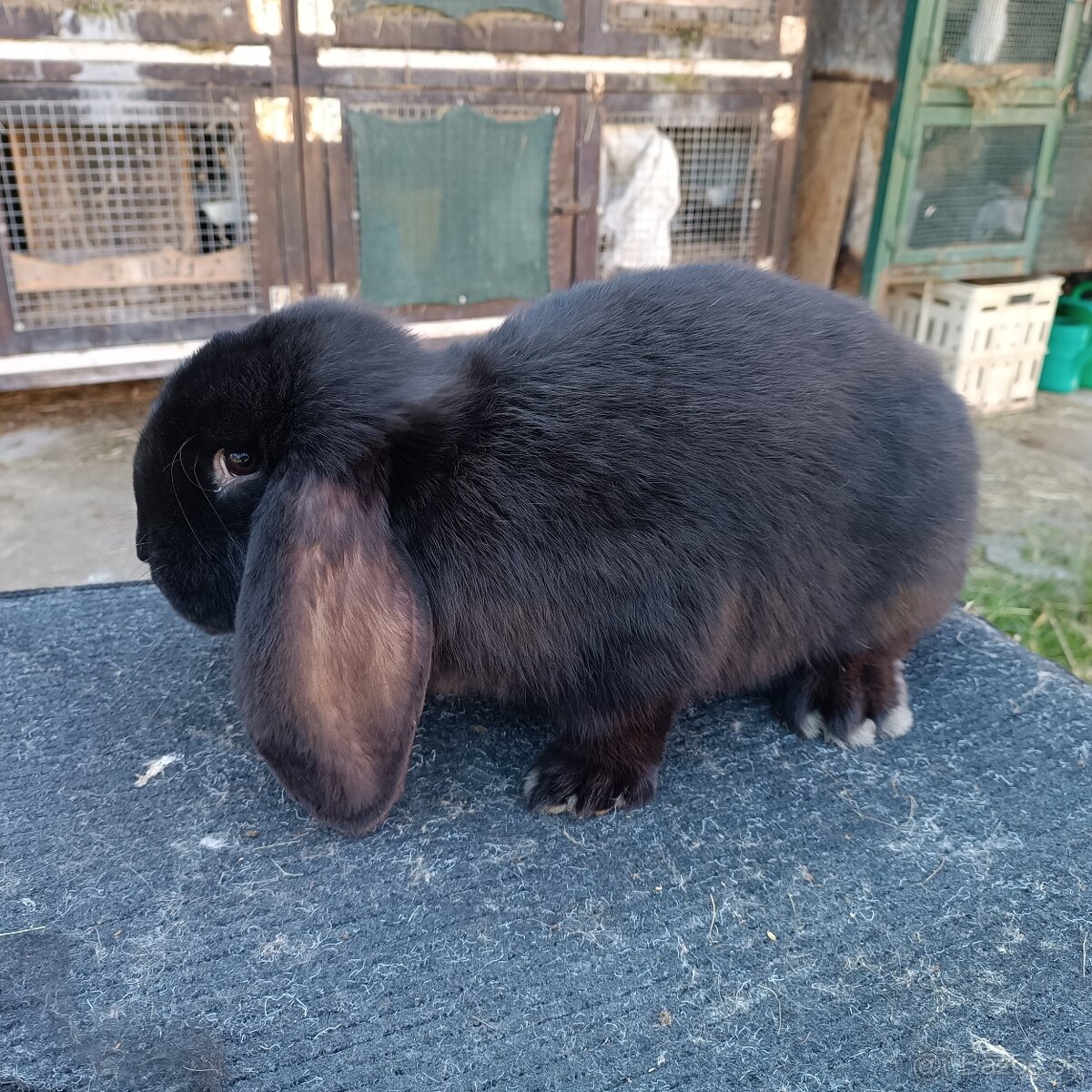 Francúzsky Baran - 6