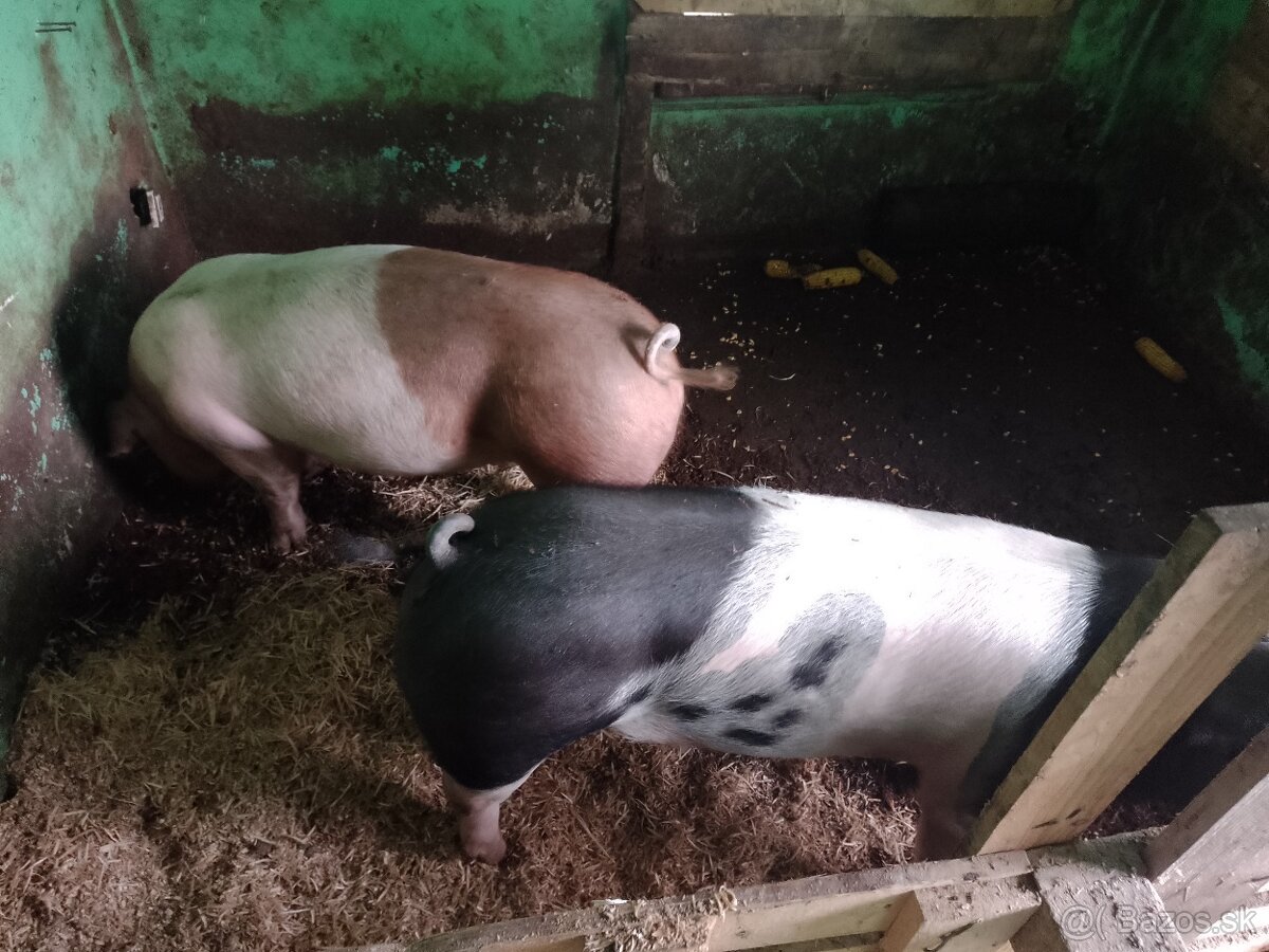 Predám prasatá - 6