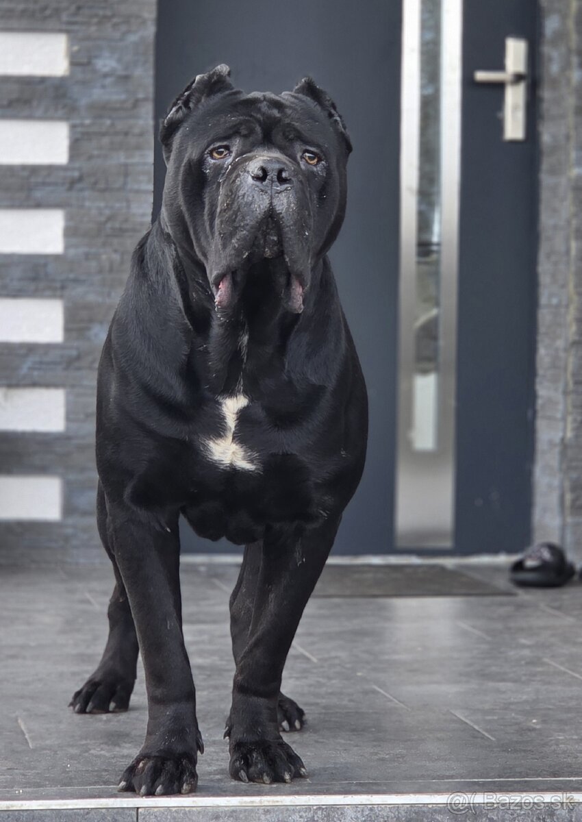 Cane corso šteniatka - 6