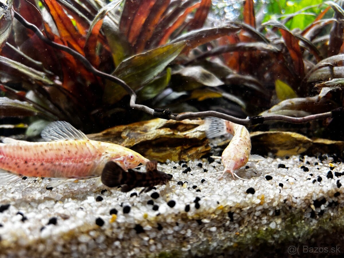 Rybyčky - akvaristika - 6