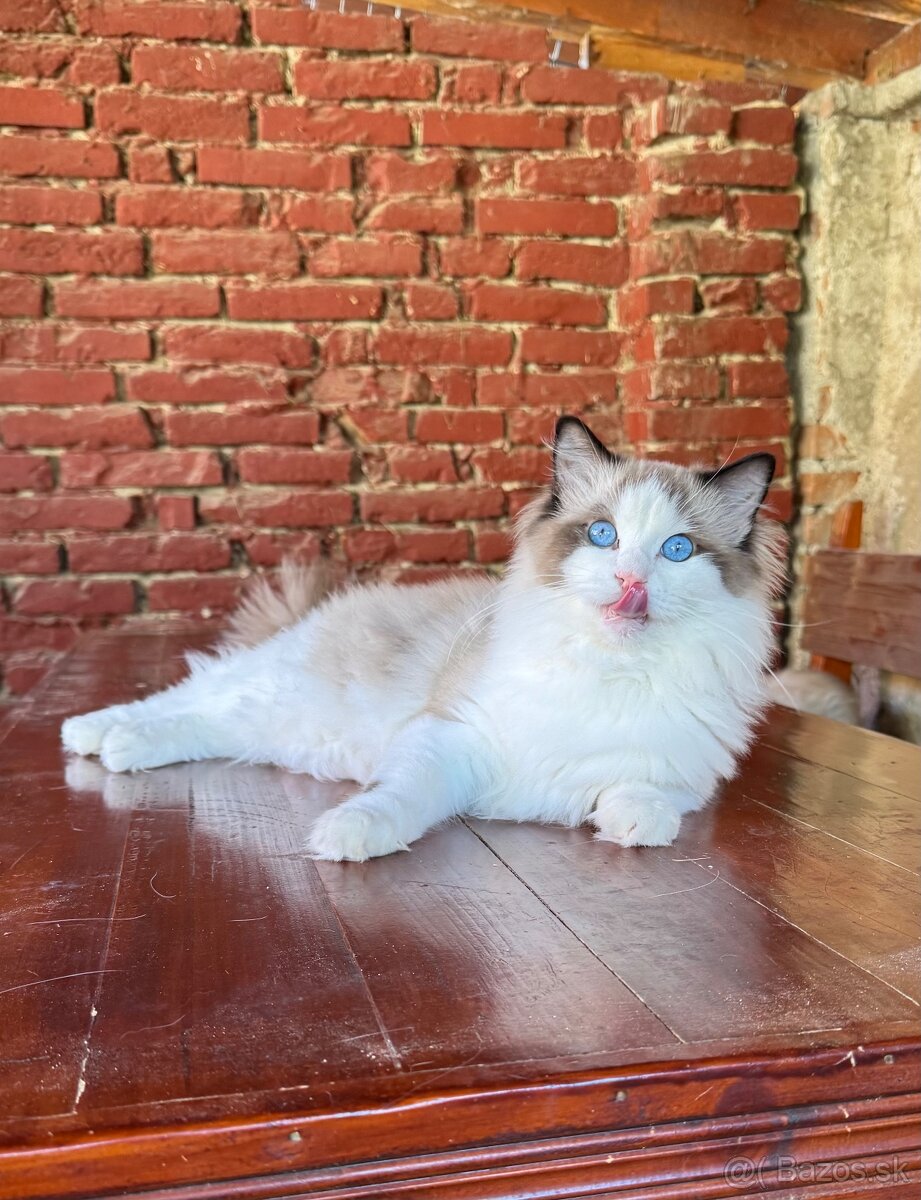 Ragdoll mačiatka s rodokmeňom, s PP FIFE - 6